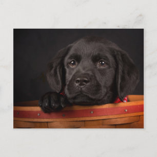 Zwart labrador rekwalvis in een mand briefkaart