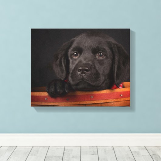 Zwart labrador rekwalvis in een mand canvas afdruk (Insitu (Houten vloer))