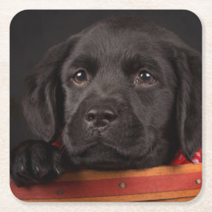 Zwart labrador rekwalvis in een mand kartonnen onderzetters