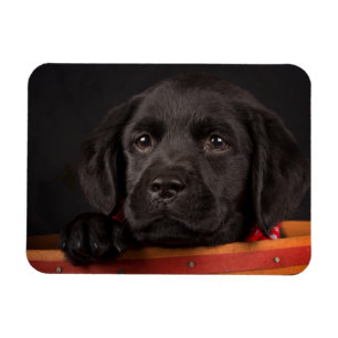 Zwart labrador rekwalvis in een mand magneet