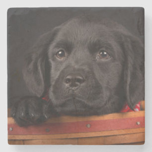 Zwart labrador rekwalvis in een mand stenen onderzetter