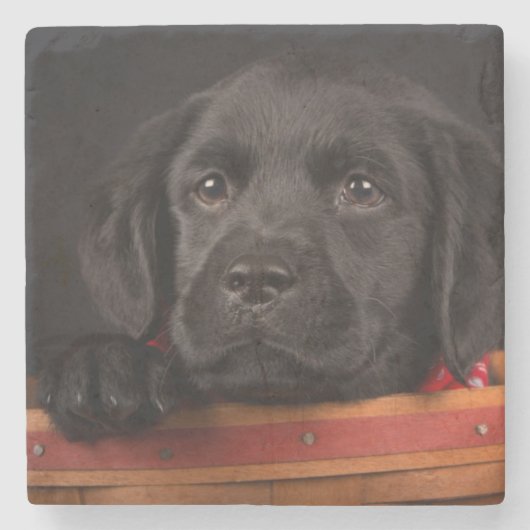 Zwart labrador rekwalvis in een mand stenen onderzetter (Voorkant)