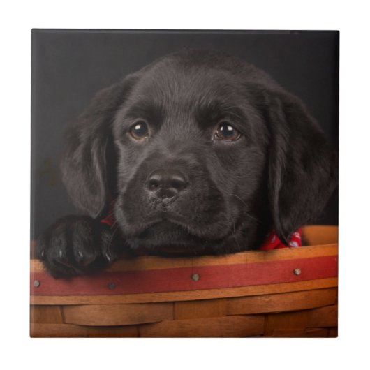 Zwart labrador rekwalvis in een mand tegeltje (Voorkant)