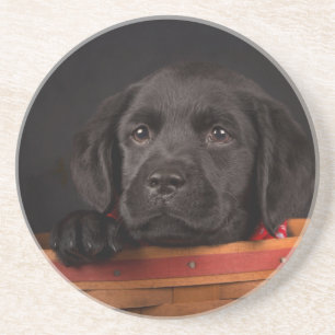 Zwart labrador rekwalvis in een mand zandsteen onderzetter