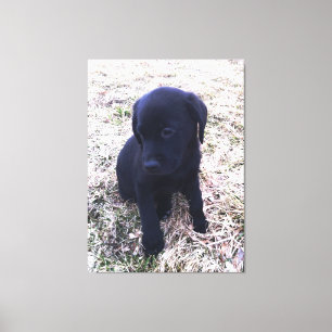 Zwart Labrador Retriever Puppy Wrapped Canvas