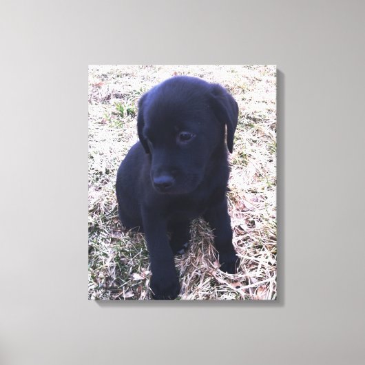 Zwart Labrador Retriever Puppy Wrapped Canvas Afdruk (Voorkant)