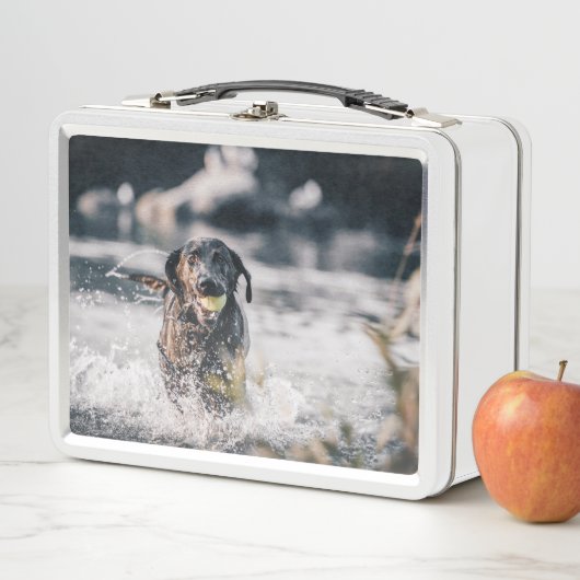 Zwart labrador speelt fets in water (In situ)