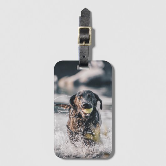Zwart labrador speelt fets in water bagagelabel (Voorkant (verticaal))