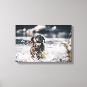 Zwart labrador speelt fets in water canvas afdruk