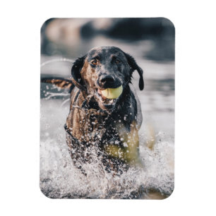 Zwart labrador speelt fets in water magneet