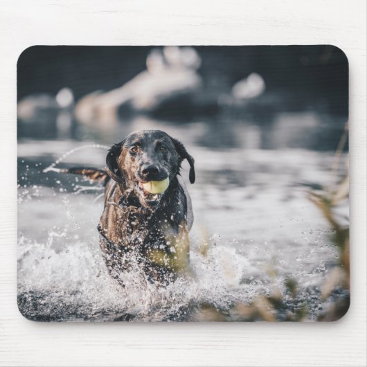 Zwart labrador speelt fets in water muismat (Voorkant)