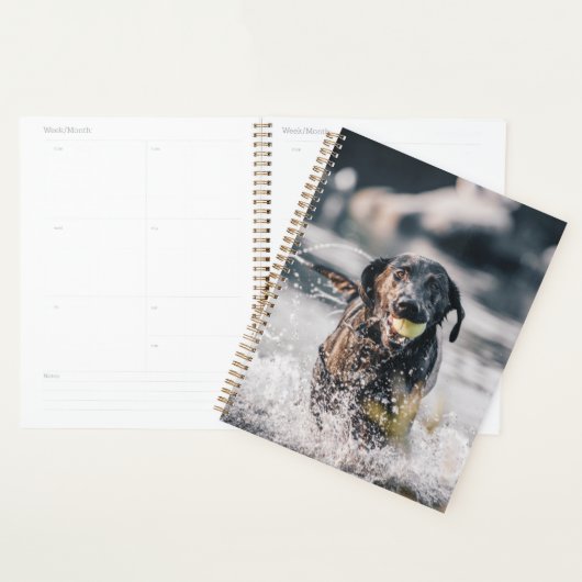 Zwart labrador speelt fets in water planner (Display)