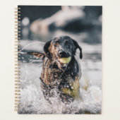 Zwart labrador speelt fets in water planner (Voorkant)