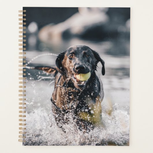 Zwart labrador speelt fets in water planner (Voorkant)