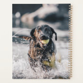 Zwart labrador speelt fets in water planner (Achterkant)