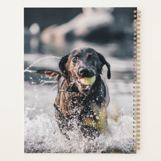 Zwart labrador speelt fets in water planner (Achterkant)