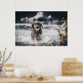 Zwart labrador speelt fets in water poster (Keuken)