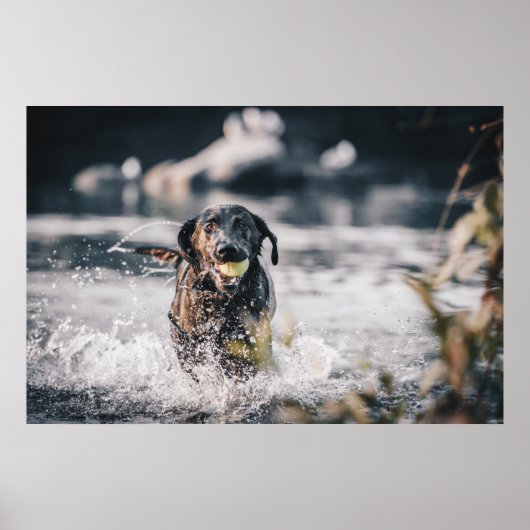 Zwart labrador speelt fets in water poster (Voorkant)