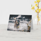 Zwart labrador speelt in water kaart (Gele Bloem)