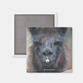 Zwart Llama Dier Natuur Fotomagneet Magneet (Voorkant / Achterkant)