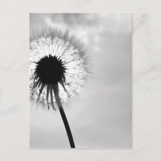 Zwart met Paardebloem Black en White Dandelion Briefkaart (Voorkant)