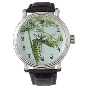 Zwart-moerasstaartje met peterselie horloge