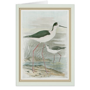 Zwart-Necked Stilts door het water