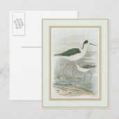 Zwart-Necked Stilts door het water Briefkaart (Voorkant / Achterkant)