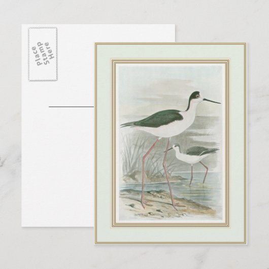 Zwart-Necked Stilts door het water Briefkaart (Voorkant / Achterkant)