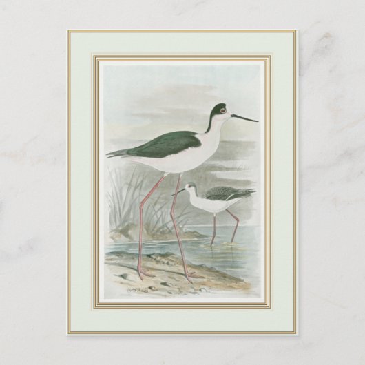 Zwart-Necked Stilts door het water Briefkaart (Voorkant)