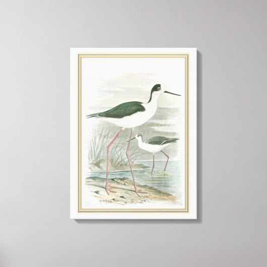 Zwart-Necked Stilts door het water Canvas Afdruk (Voorkant)