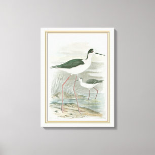 Zwart-Necked Stilts door het water Canvas Afdruk