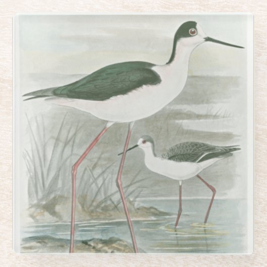 Zwart-Necked Stilts door het water Glazen Onderzetter (Voorkant)