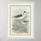Zwart-Necked Stilts door het water Poster (Voorkant)