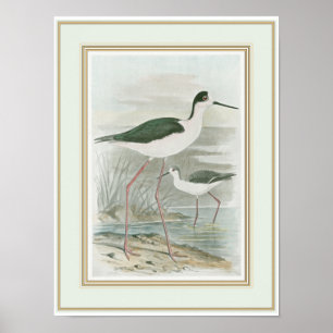 Zwart-Necked Stilts door het water Poster