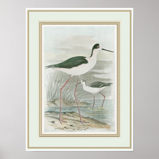 Zwart-Necked Stilts door het water Poster (Voorkant)