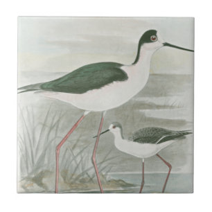 Zwart-Necked Stilts door het water Tegeltje