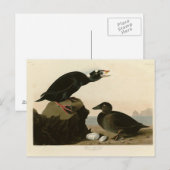 Zwart of Surf Duck Briefkaart (Voorkant / Achterkant)