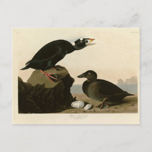 Zwart of Surf Duck Briefkaart
