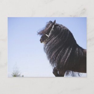 zwart paard met lange mannetjes briefkaart