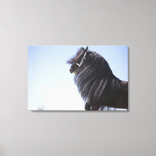 zwart paard met lange mannetjes canvas afdruk