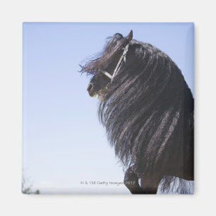 zwart paard met lange mannetjes magneet
