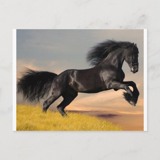 zwart paard op woestijn briefkaart (Voorkant)