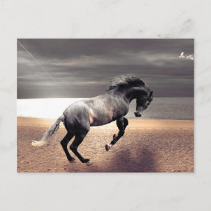 Zwart Paard Sandy Beach Ocean Postcrossing Briefkaart