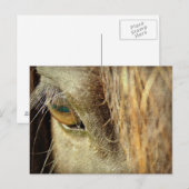Zwart Paarden Oog Briefkaart (Voorkant / Achterkant)