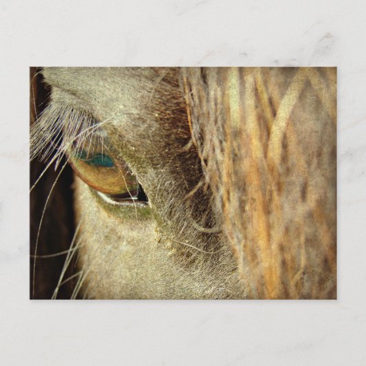 Zwart Paarden Oog Briefkaart (Voorkant)