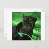 Zwart panter Jaquar op groen Briefkaart (Voorkant / Achterkant)