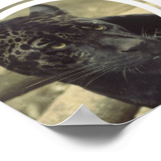 Zwart pantherPoster Poster (Hoek)