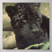 Zwart pantherPoster Poster (Voorkant)