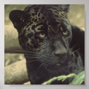 Zwart pantherPoster Poster